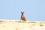 PINSCHER NAIN 063